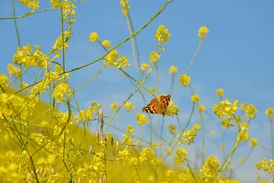 DSC_6445 (Large).JPG